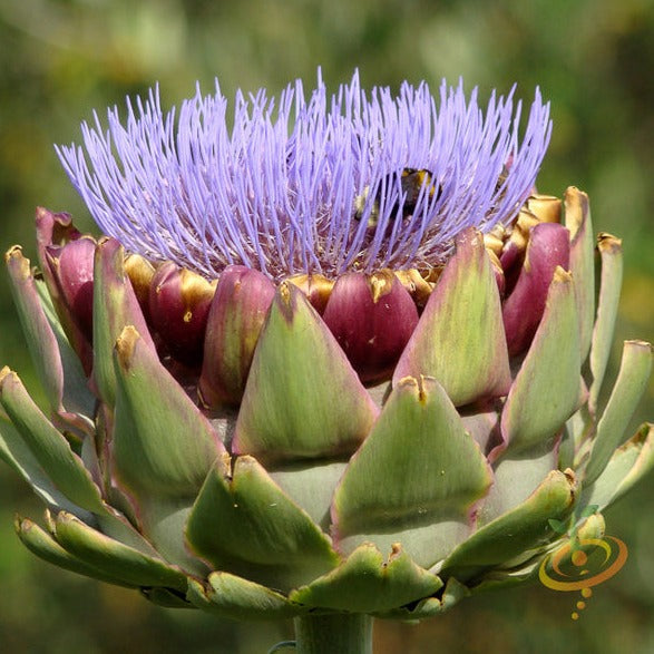 Buy Cardoon Purple Artichoke Thistle Seeds for sale online in the USA