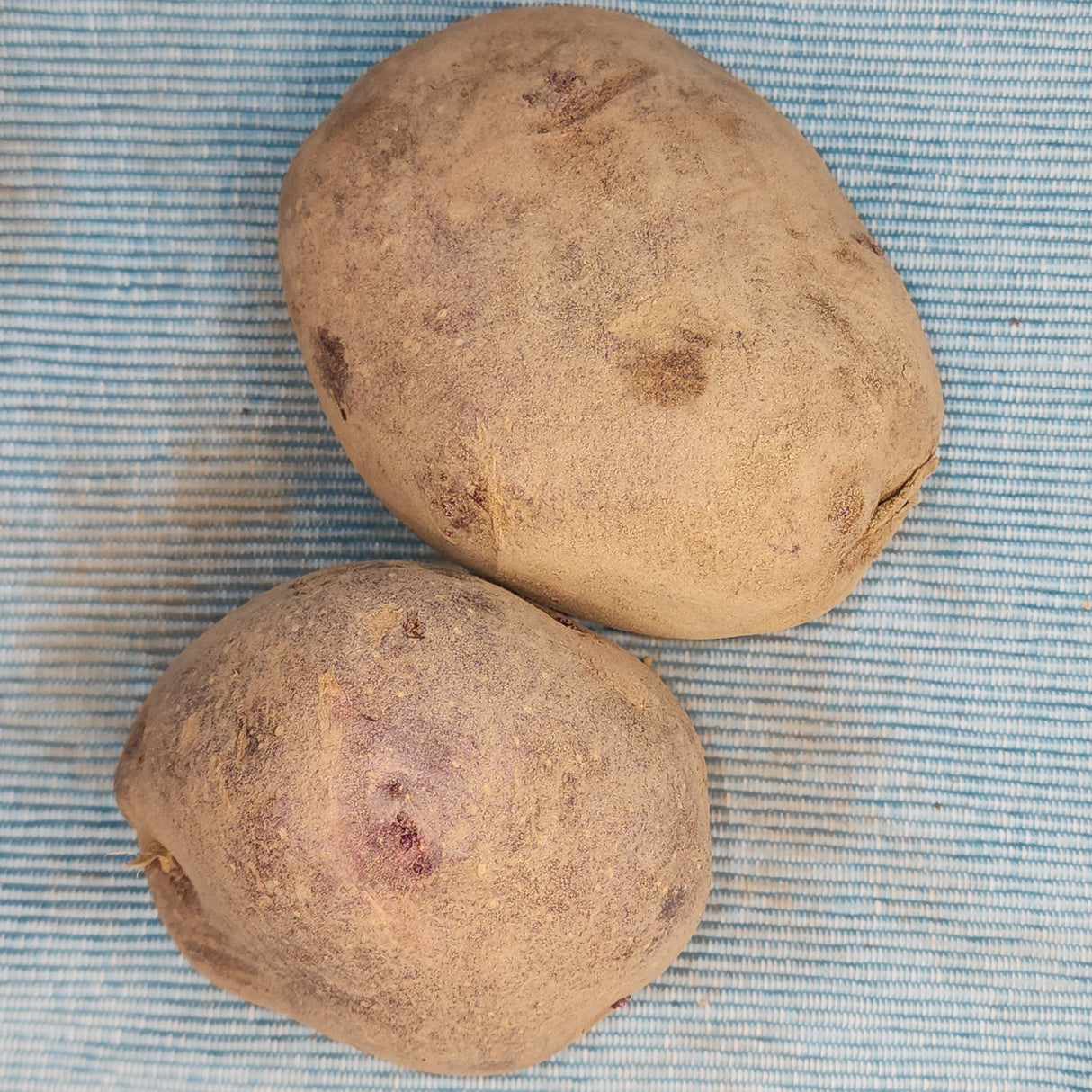 Potato (Early-Season) - Viking, Purple (Organic rounds) *pre-order*