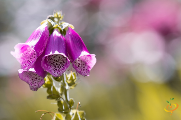 Close-up of purple wildflowers blooming in partial shade garden with blurred background