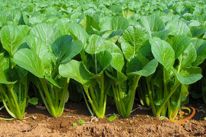 Mustard Tendergreen seeds growing green leafy mustard plants in soil