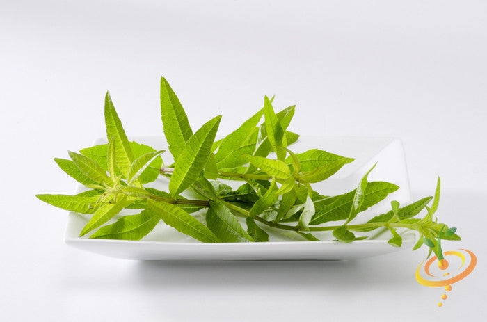 Fresh mint plant with lemon seeds from SeedsNow, showcasing vibrant green mint leaves and lemon seeds in a natural setting.