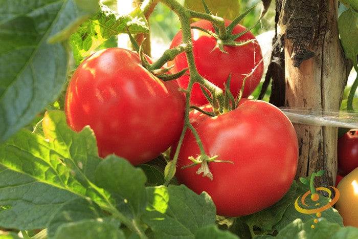 Ripe bright red Tomato Floradade fruits on vine with green leaves in garden