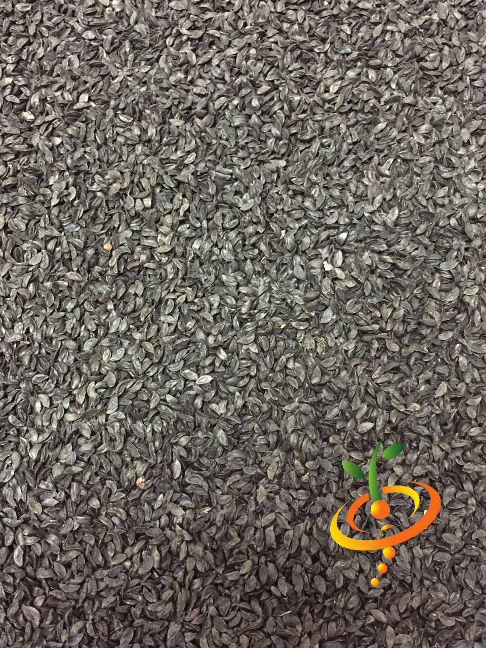 Fresh chives garlic seeds from SeedsNow, showing green chive seed plants ready for planting.