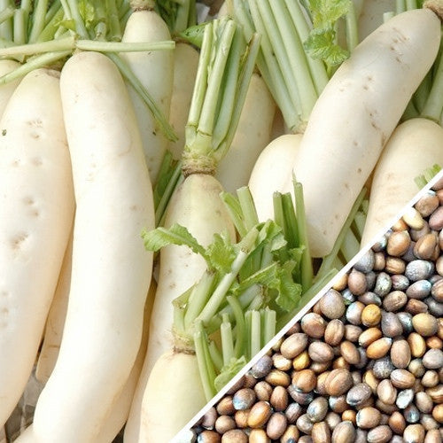 Japanese Minowase Daikon radish seeds from SeedsNow, showing small seed packets with images of large root radishes on the label.
