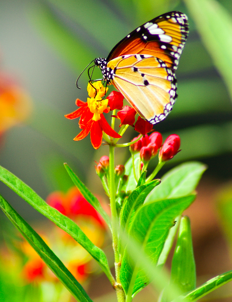 Tropical milkweed flower seeds with deep red and blood-colored blooms, ideal for butterfly gardens and native plant landscaping.