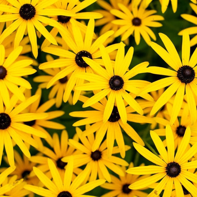 Order Black-Eyed Susan Daisy Rudbeckia Hirta online from USA. Vibrant yellow flower Perennial. Open-pollinated OP, Non-hybrid Heirloom, NON-GMO organic seeds & more!