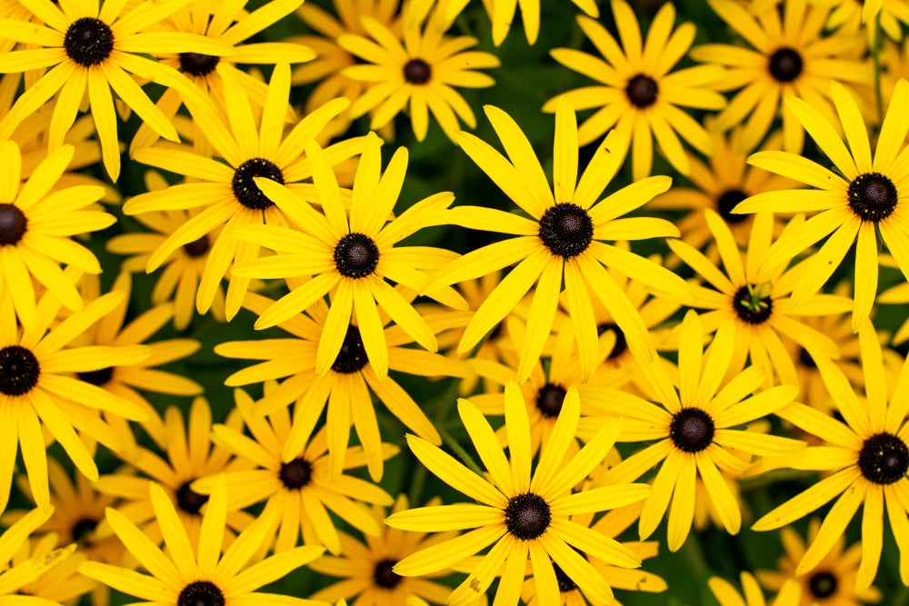 Close-up of Black-Eyed Susan flower seeds from SeedsNow-Flowers, showing small seed clusters and dark centers.