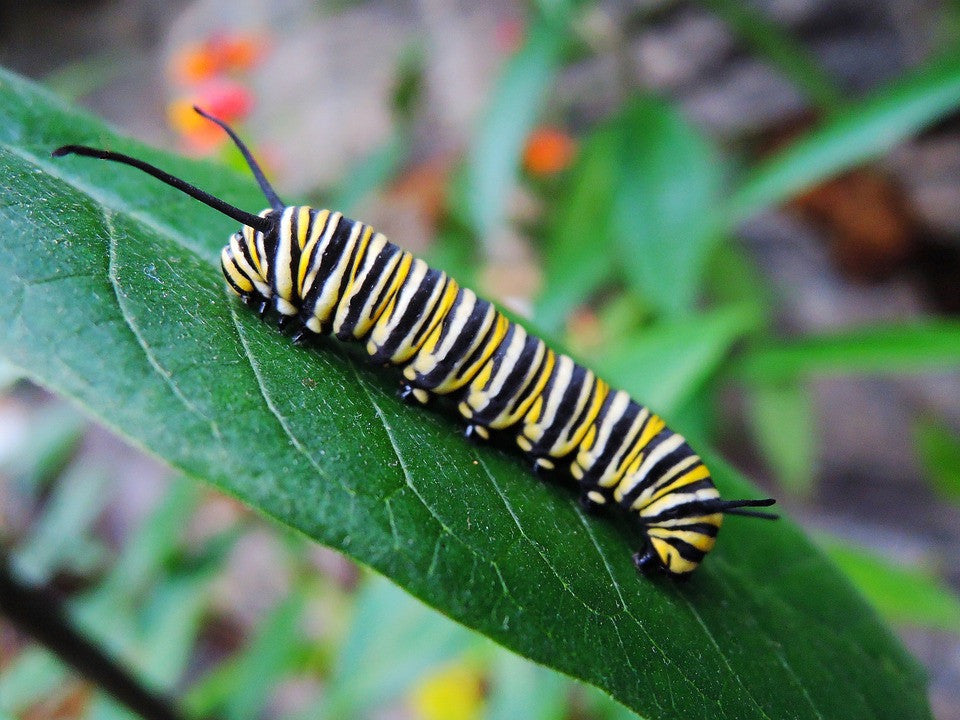 Tropical milkweed flower seed packet from SeedsNow with vibrant deep red blood flower blooms and a caterpillar on the plant