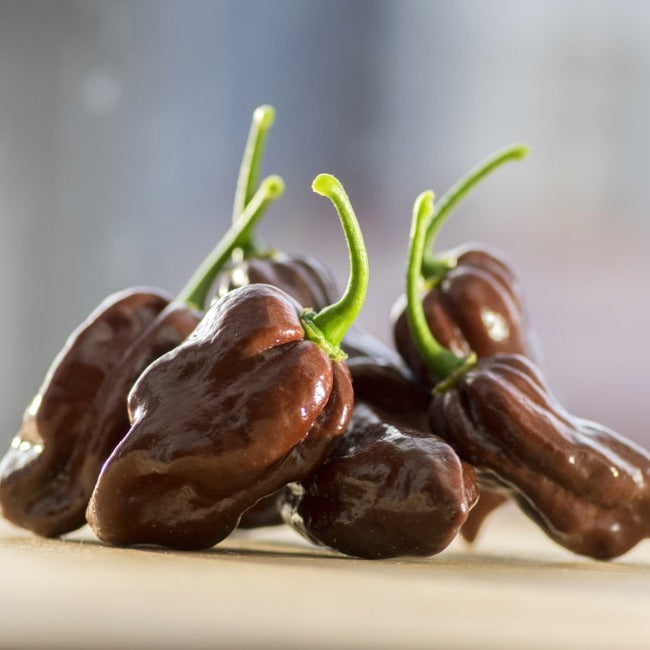 Close-up of glossy brown Bhut Jolokia ghost chili peppers, one of the world's hottest peppers with high Scoville heat units