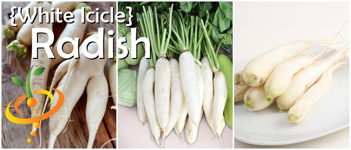 White Icicle radish variety showing slender tapered white roots with green tops and harvested radishes on a plate