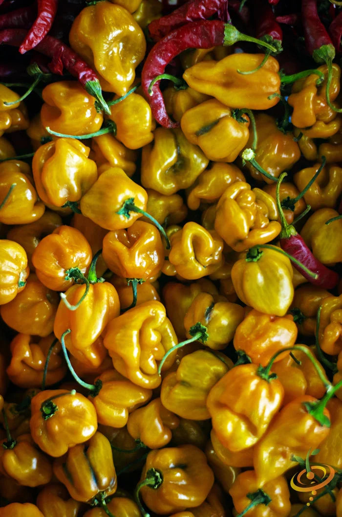 Close-up of bright yellow Lemon Habanero hot peppers with a few red chili peppers mixed in