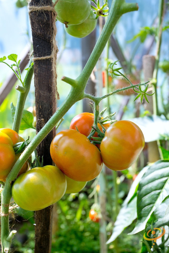 Yellow Brandywine indeterminate tomato seeds from SeedsNow, showcasing vibrant yellow tomatoes on the vine.