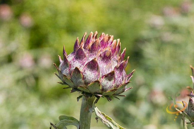 Purple Cardoon seeds from SeedsNow, showing vibrant thistle-like flower buds and spiny green leaves.