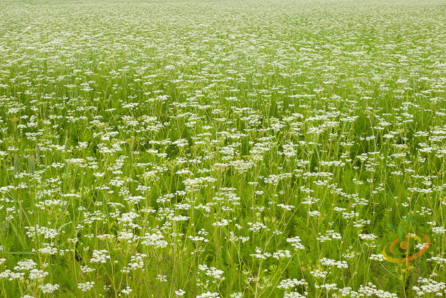 Close-up of fresh Caraway seeds from SeedsNow, showing small, brown, elongated seeds on a neutral background.