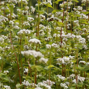 Shop high-quality Buckwheat Cover Crop seeds for your organic garden. Popular annual cover crop! Shop all Open-pollinated OP, Heirloom, NON-GMO organic seeds & more!