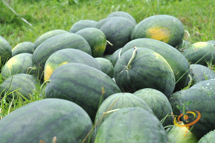 Watermelon - Florida Giant.