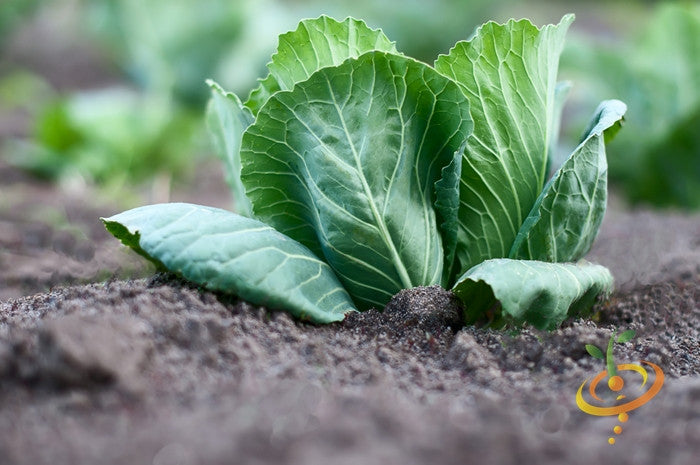 Cabbage - Charleston Wakefield.