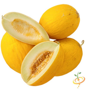 Fresh Amarillo Oro melon seeds from SeedsNow, showing vibrant yellow melon seeds on a neutral background.