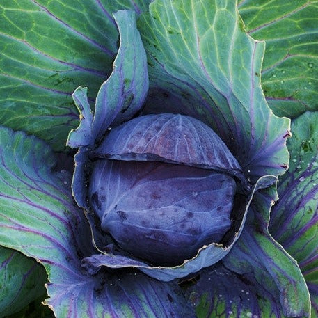 Cabbage - Mammoth Red Rock - SeedsNow.com