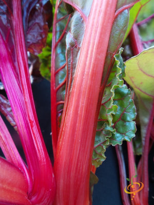 Swiss Chard - Hot Pink.