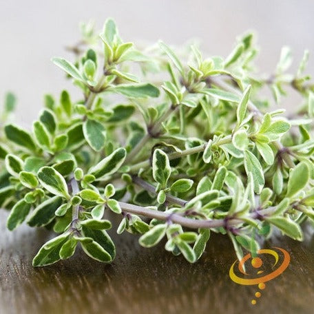 Thyme - SeedsNow.com