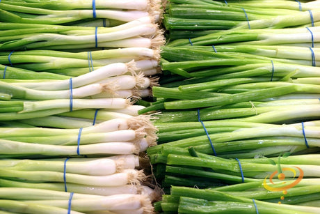 Bunches of long slender green and white Evergreen bunching onions with blue ties