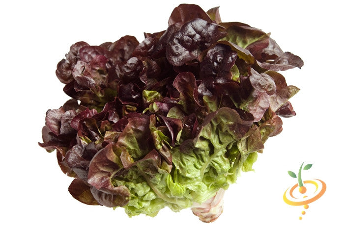 Lettuce - Romaine, Red.