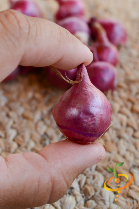 Onion (Sets) - Wethersfield, Red - SeedsNow.com