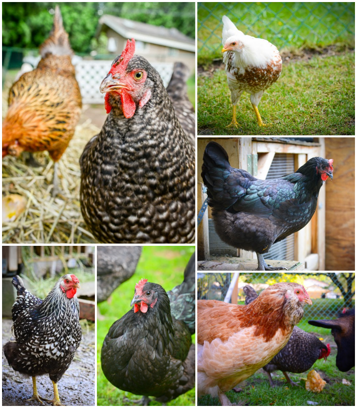 All-in-One Chicken Garden Variety Pack - SeedsNow.com