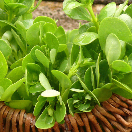 Purslane, Green - SeedsNow.com