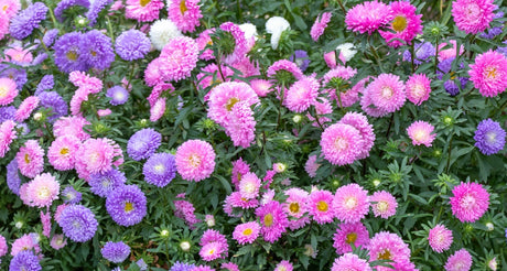 Aster Powderpuff Seeds - Vibrant Pastel China Aster Flowers for Gardens