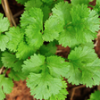 Cilantro/Coriander, Slow-Bolt (splits) - SeedsNow.com