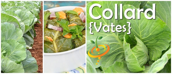 Collard - Vates.