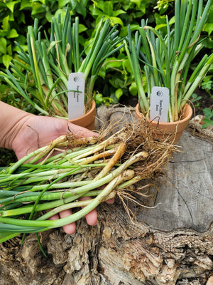 Onion (Transplants) - OG Borettana Cipollini (Long Day) - SeedsNow.com