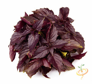 Basil - Red 'Velvet' Leaf.